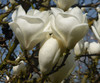 Magnolia x soulangeana 'Lennei Alba' 