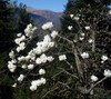 Magnolia x soulangeana 'Lennei Alba' 