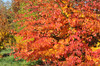Parrotia persica Parrotia