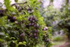 a-Okay (TM) Japanese Blood Plum