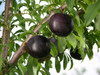 Black Amber Japanese Plum