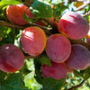 Mariposa Japanese Blood Plum