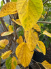 Hick's Fancy Mulberry