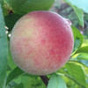 Anzac Peach