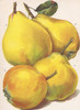 Rea's Mammoth Quince