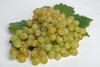 Thompson Seedless Grape