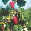 Chilliwack Raspberry