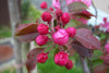 Aldenhamensis Crabapple (Malus x purpurea aldenhamensis)