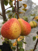 Beurre Diel Pear (semi-dwarf)