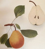 Beurre Diel Pear (semi-dwarf)