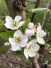 Beurre Diel Pear (semi-dwarf)