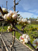 Beurre Easter Pear (semi-dwarf)