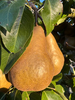 Beurre Bosc Pear (semi-dwarf)