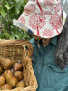 Beurre Bosc Pear