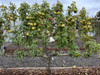 Beurre Hardy Pear (semi-dwarf)