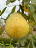 Beurre Hardy Pear (semi-dwarf)