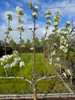 Beurre Superfin Pear (semi-dwarf)
