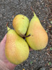 Conference Pear (semi-dwarf)
