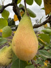Conference Pear