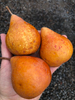 Durondeau Pear (semi-dwarf)