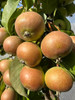 Gin Perry Pear
