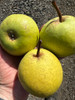 Green Horse Perry Pear