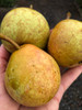 Josephine de Malines Pear