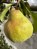 Packham's Triumph Pear (semi-dwarf)