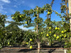 Packham's Triumph Pear (semi-dwarf)