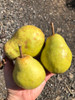 Williams Pear (semi-dwarf)