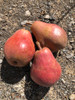Williams Red Pear