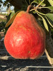 Williams Red Pear