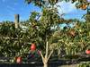 Williams Red Pear