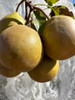 Winter Cole Pear