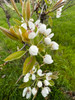 Winter Nelis Pear (Bonne De Malines)