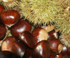 Morena Chestnut