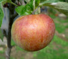 Irish Peach Apple (dwarf)