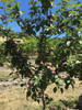 Spartan Apple (dwarf)