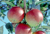 Braeburn Apple (medium)