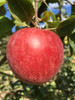 Snow Apple (Fameuse) Apple (medium)