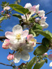 Snow Apple (Fameuse) Apple (medium)