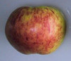 Gravenstein Apple (medium)