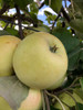 Sweet Alford Apple (medium)
