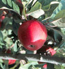 Tremlett's Bitter Apple (medium)