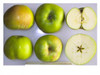 Bramley's Seedling Apple (stepover)