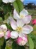 Pink Lady™ (Cripp's Pink) Apple (stepover)