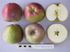 Stewarts Seedling (Ballarat Seedling) Apple (stepover)