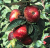 Kingston Black Apple (tall)