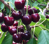 Blackboy Cherry