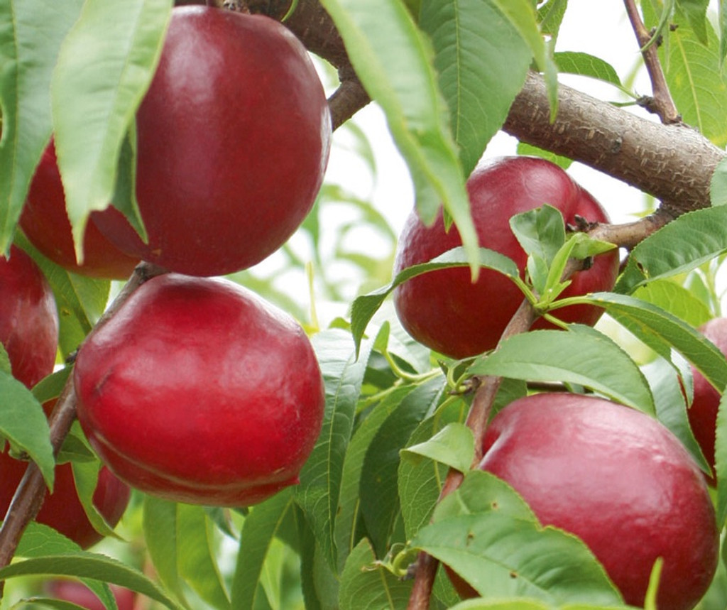 Fantasia Nectarine (dwarf) Heritage Fruit Trees